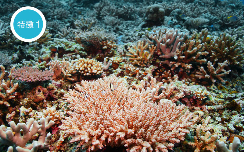 沖縄サンゴ